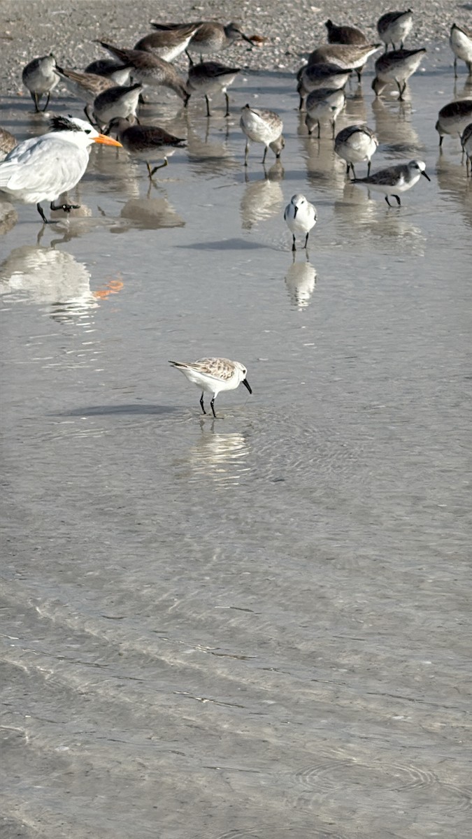 Piovanello tridattilo - ML646615200