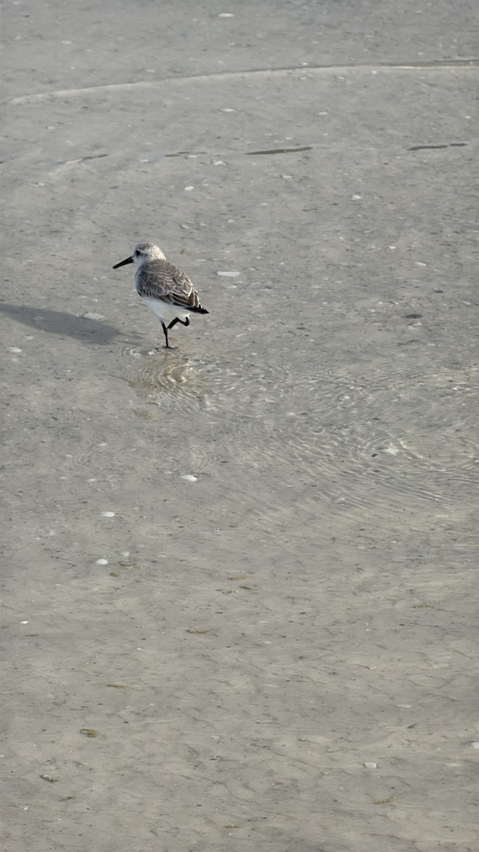 Piovanello tridattilo - ML646615201