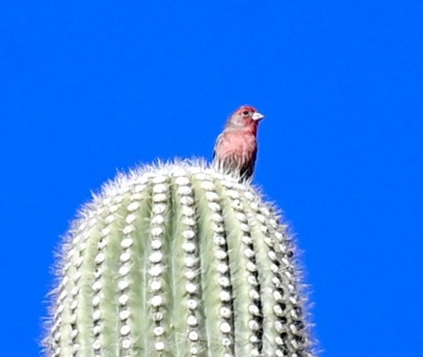 House Finch - ML646615206