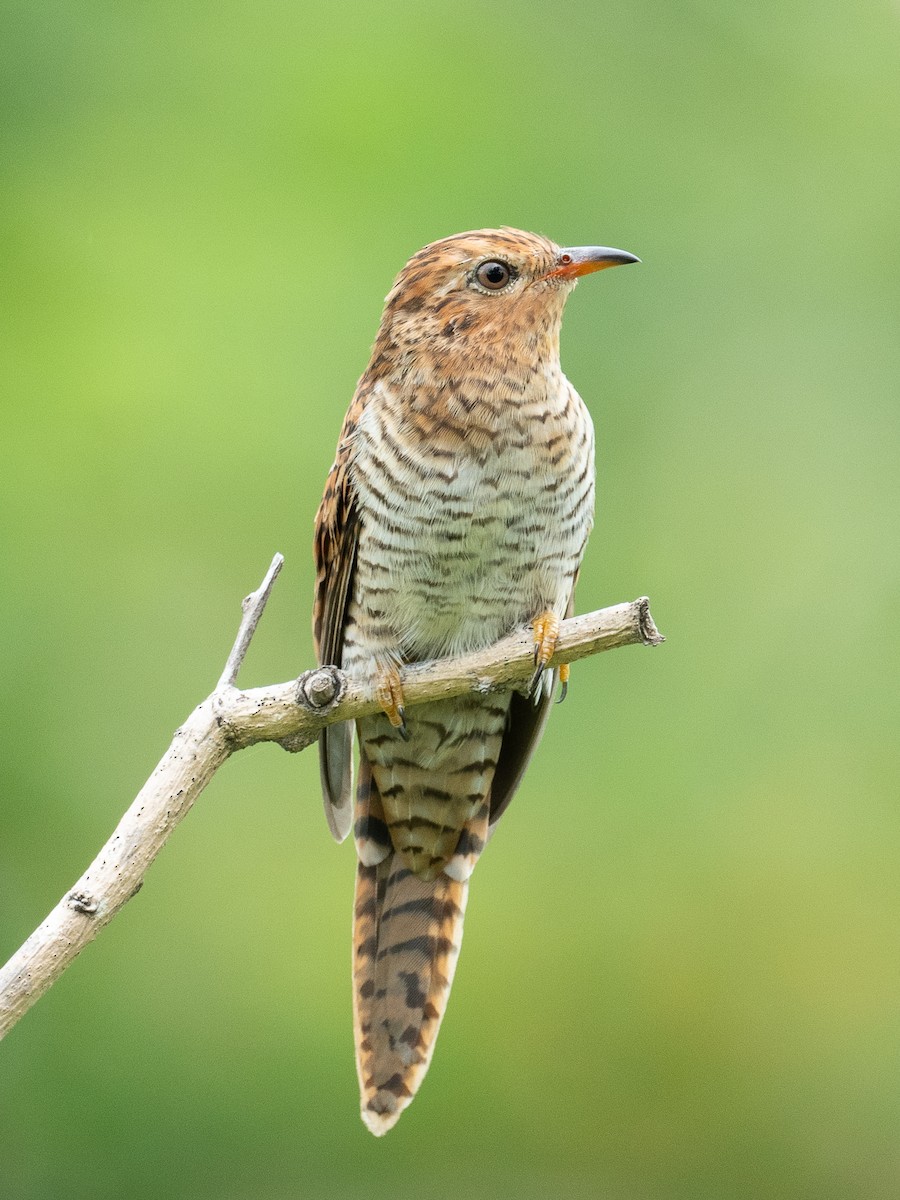 klagegjøk - ML646615207