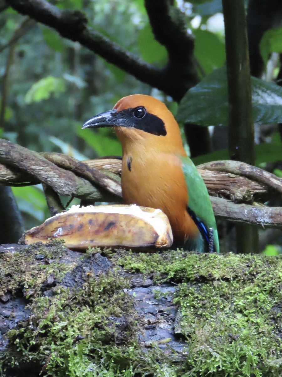 Rufous Motmot - ML646615209
