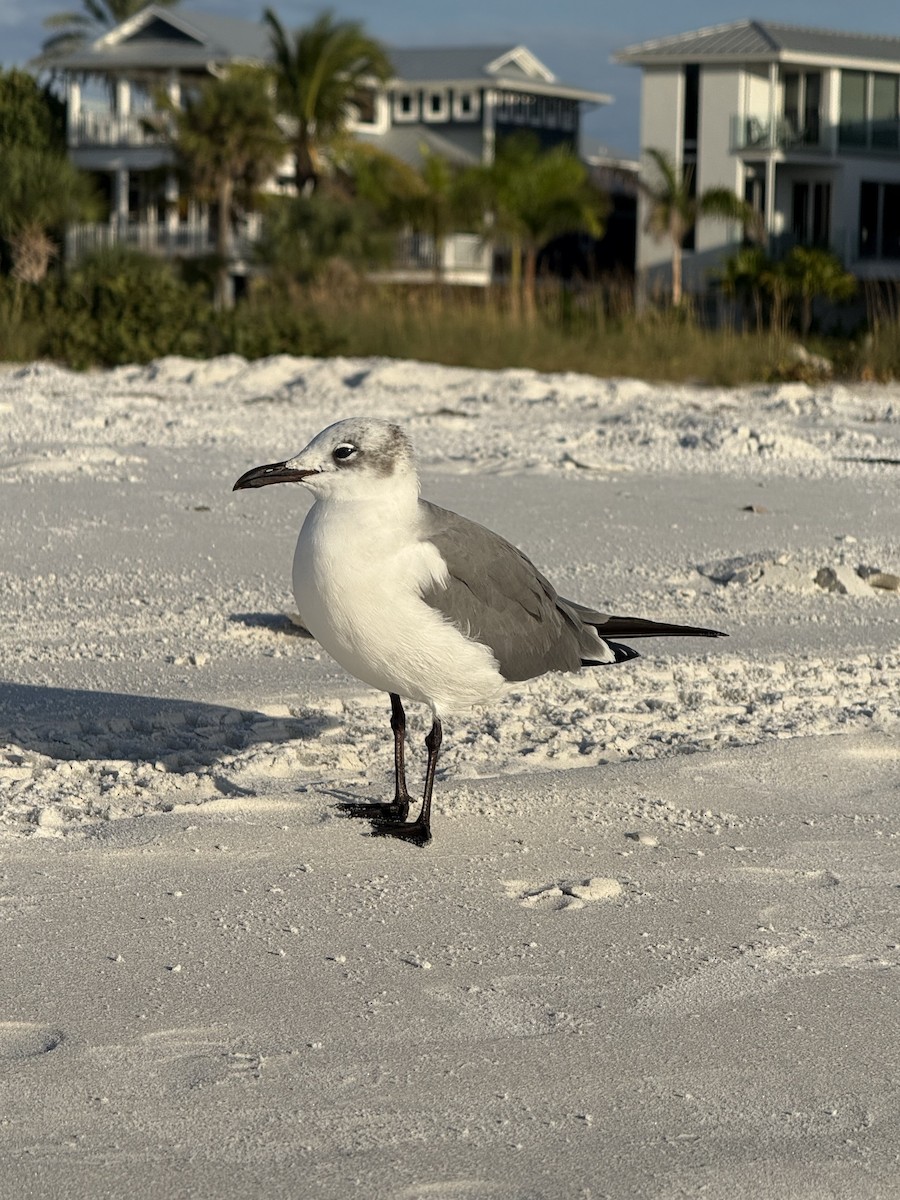 Gabbiano sghignazzante - ML646615217