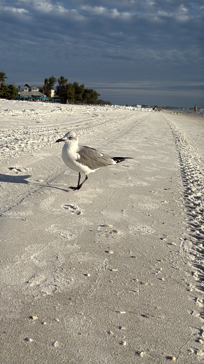 Gabbiano sghignazzante - ML646615218