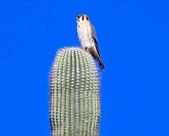 American Kestrel - ML646615219