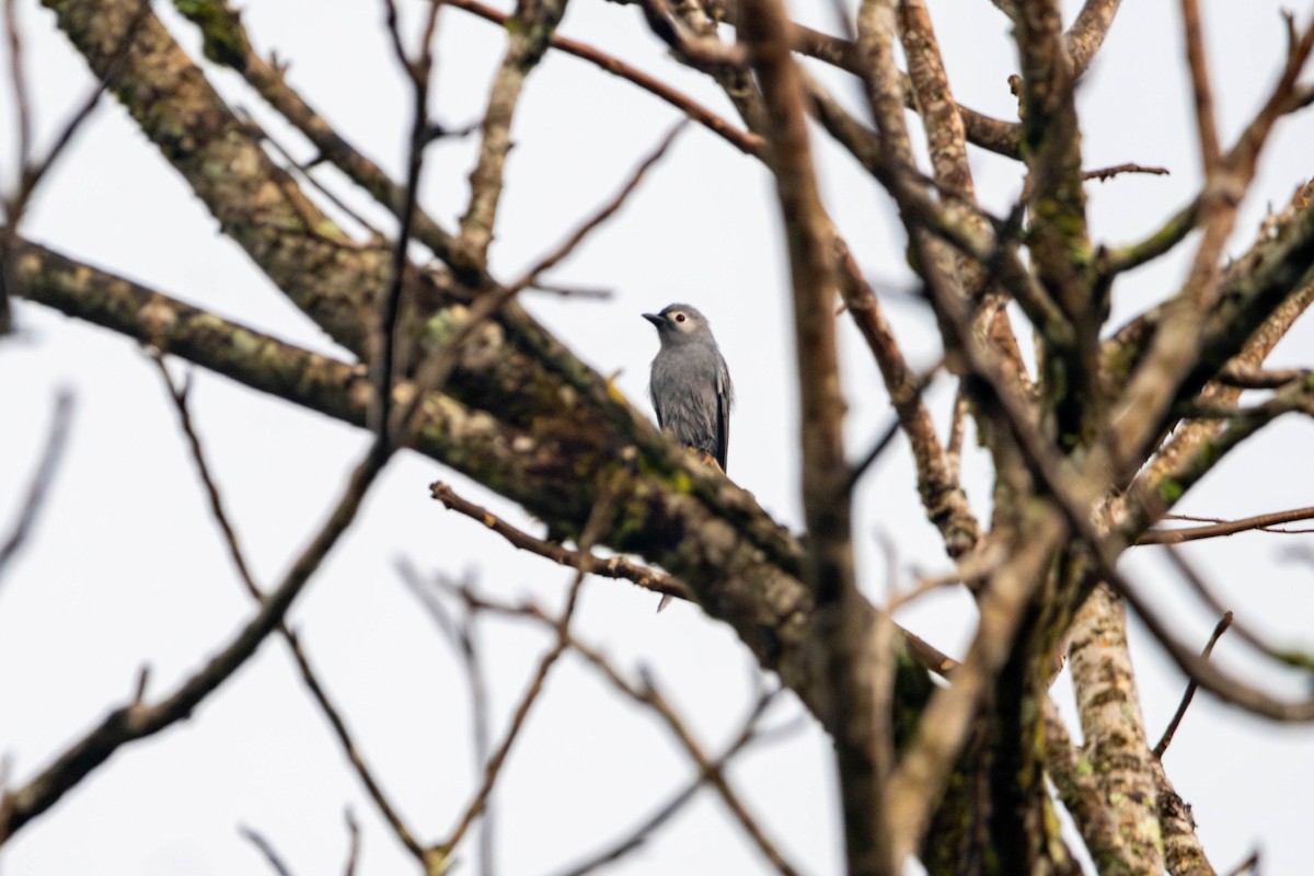 drongo kouřový - ML646615220
