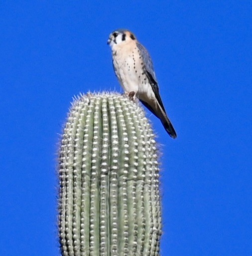 American Kestrel - ML646615221