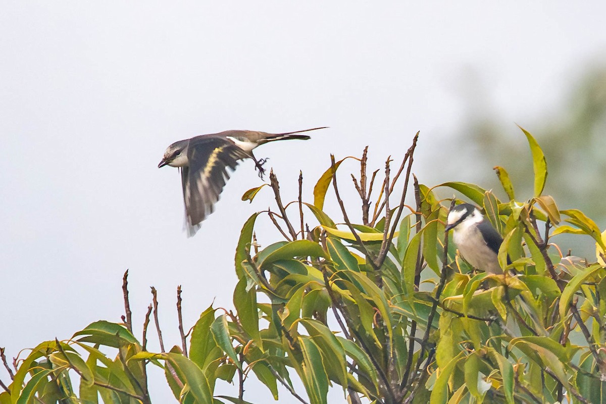 Brown-rumped Minivet - ML646615223