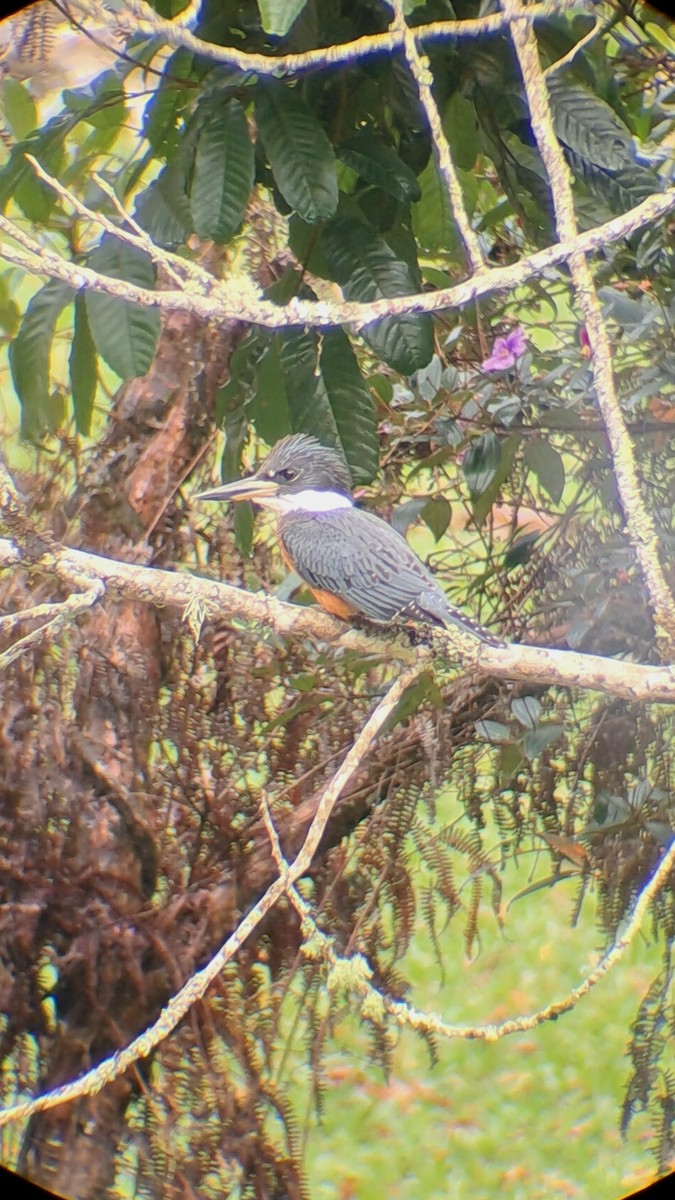 Ringed Kingfisher - ML646615224
