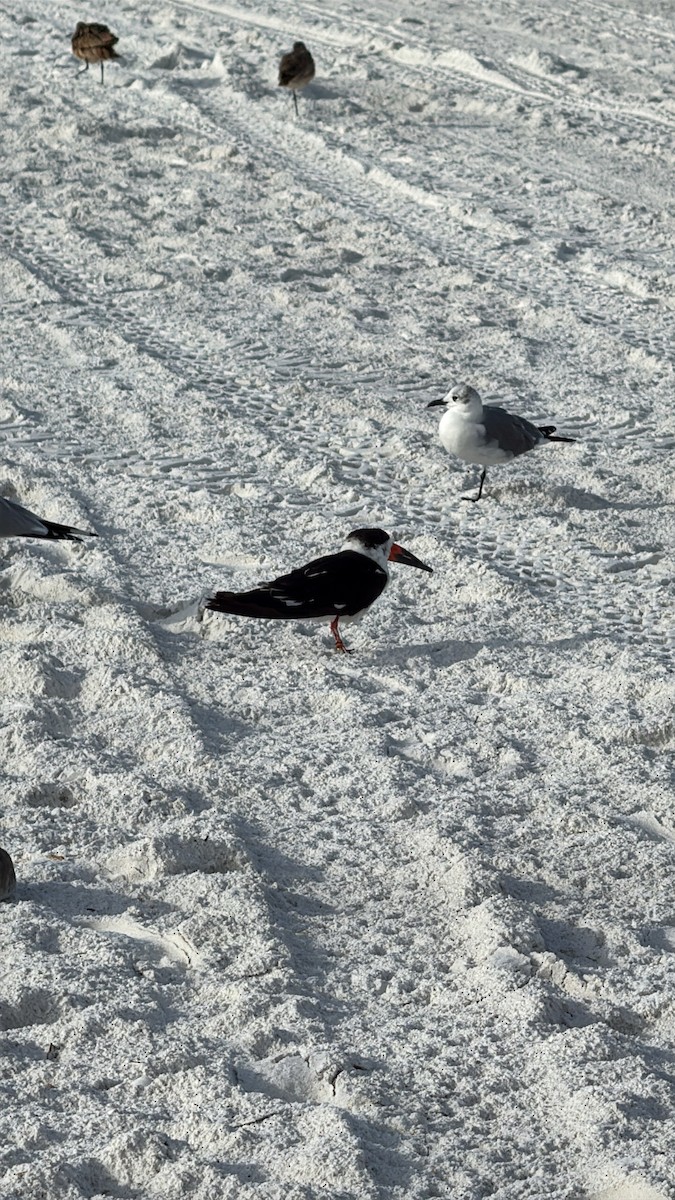 Black Skimmer - ML646615227