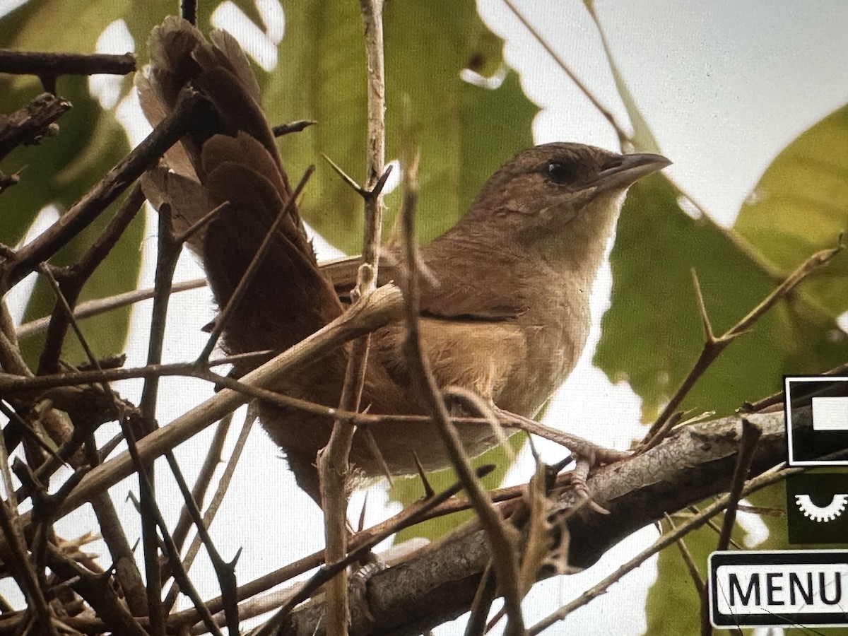 Plain Thornbird - ML646615229