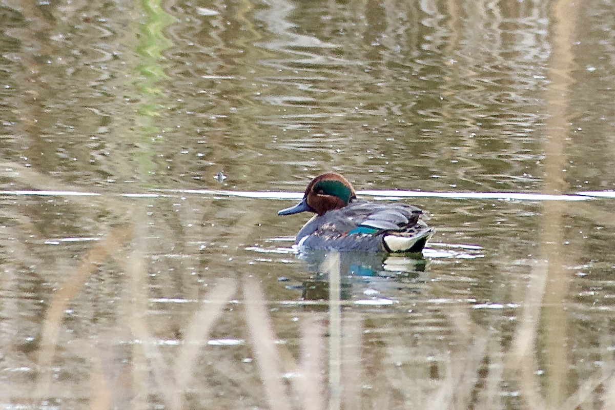 Krickente - ML646615230