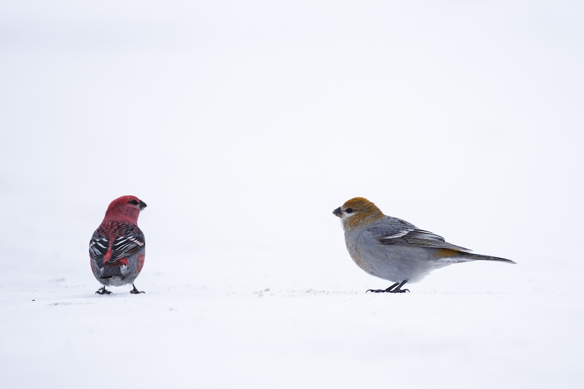 Pine Grosbeak - ML646615231