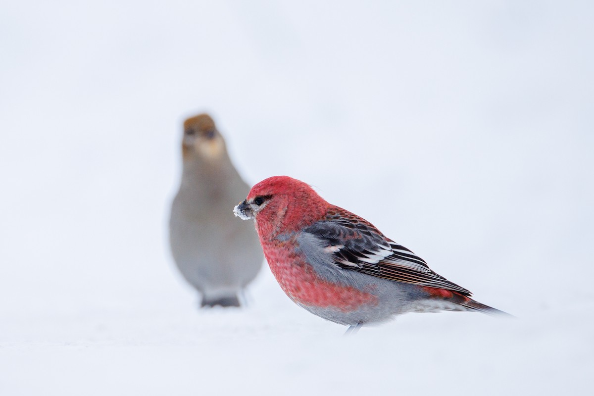 Pinu-gailupa - ML646615232