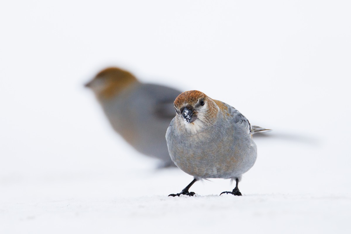 Pine Grosbeak - ML646615233
