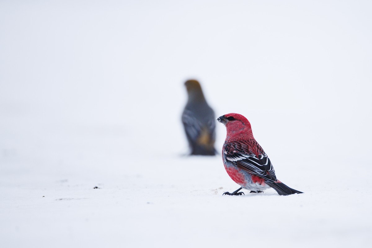Pine Grosbeak - ML646615234