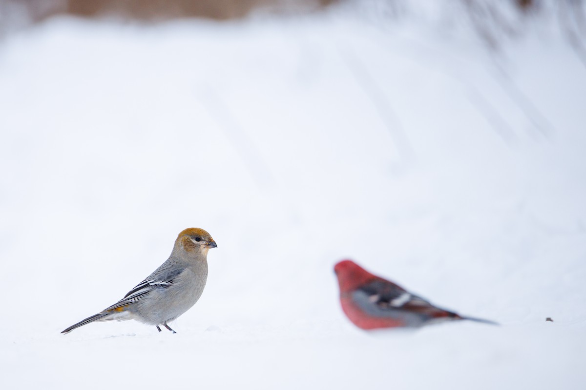 Pine Grosbeak - ML646615235