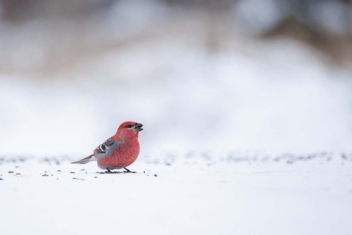 Pinu-gailupa - ML646615237