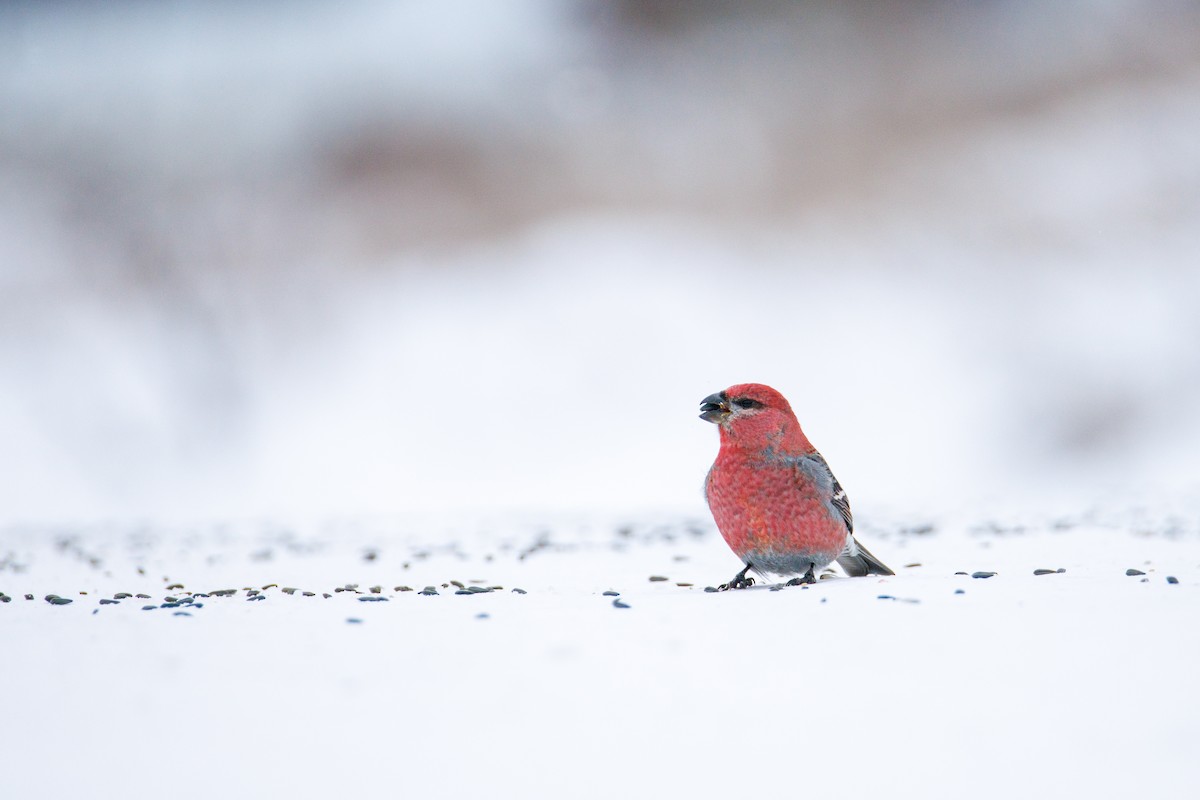 Pinu-gailupa - ML646615238