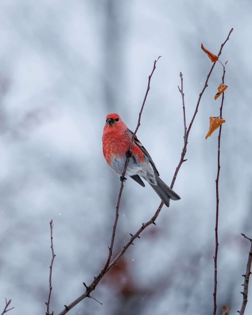 Pinu-gailupa - ML646615239