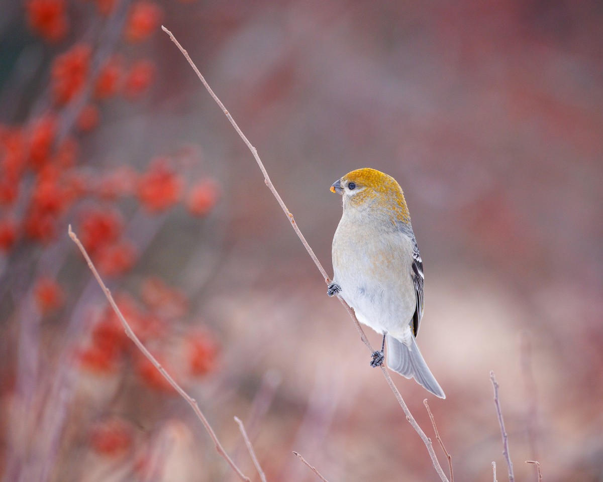 Pinu-gailupa - ML646615240