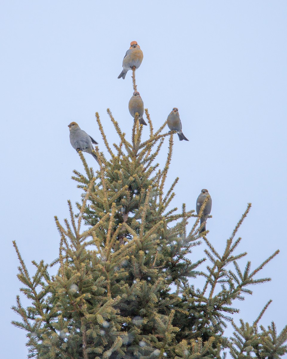 Pinu-gailupa - ML646615241