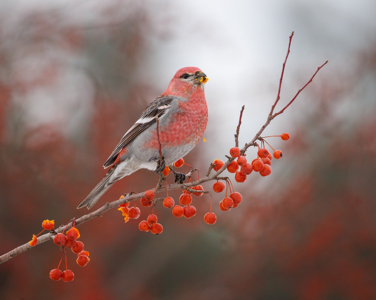 Pinu-gailupa - ML646615242