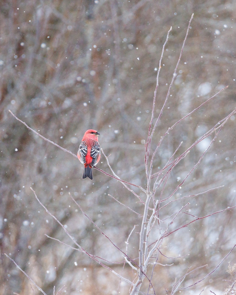 Pinu-gailupa - ML646615243