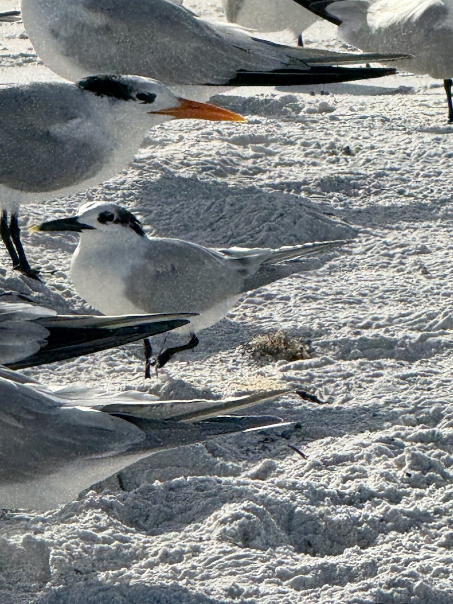 Beccapesci - ML646615244