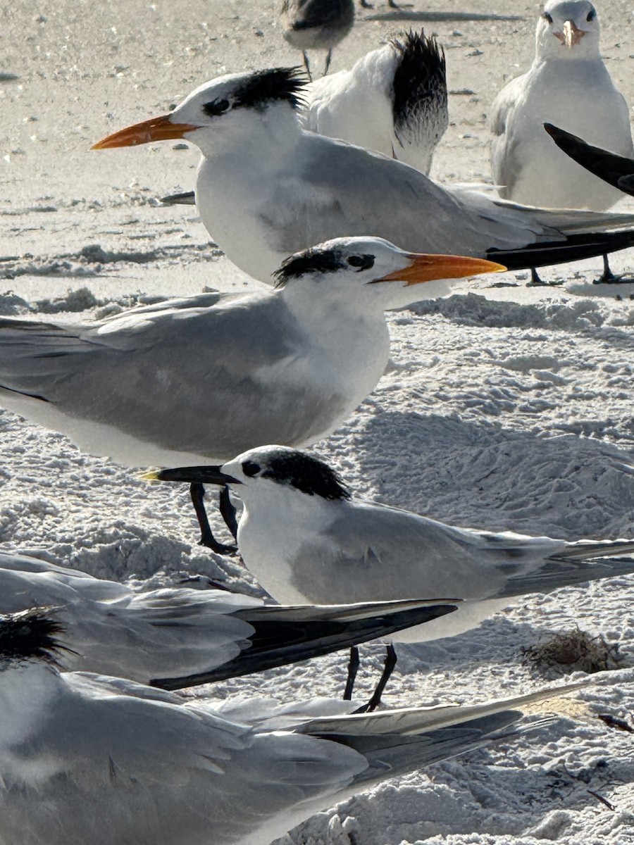 Beccapesci - ML646615245