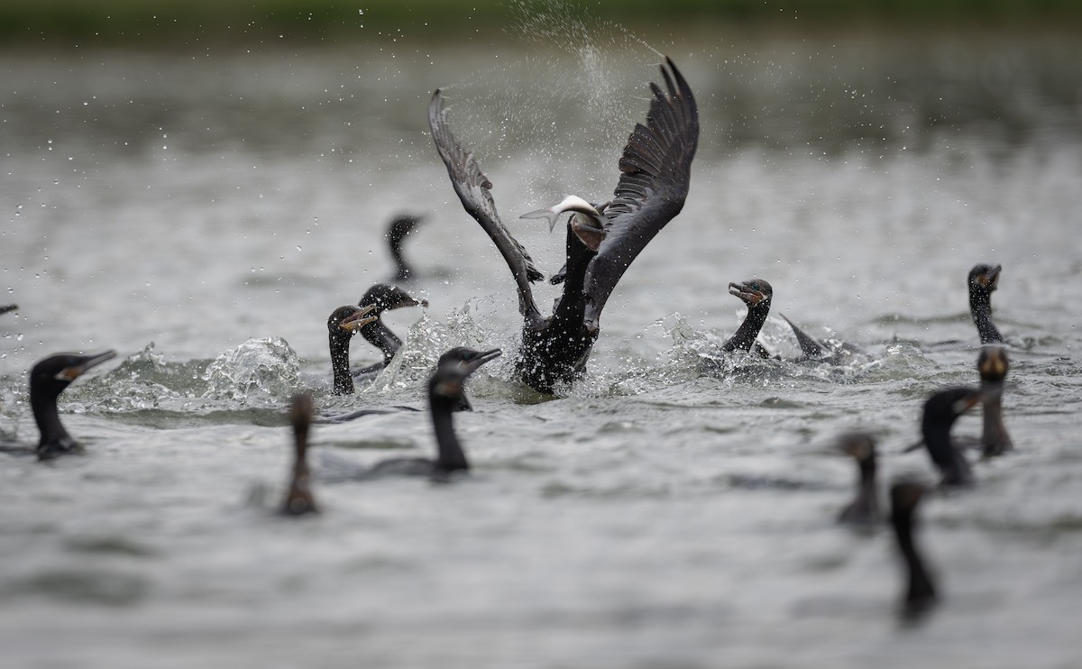 Neotropic Cormorant - ML646615248