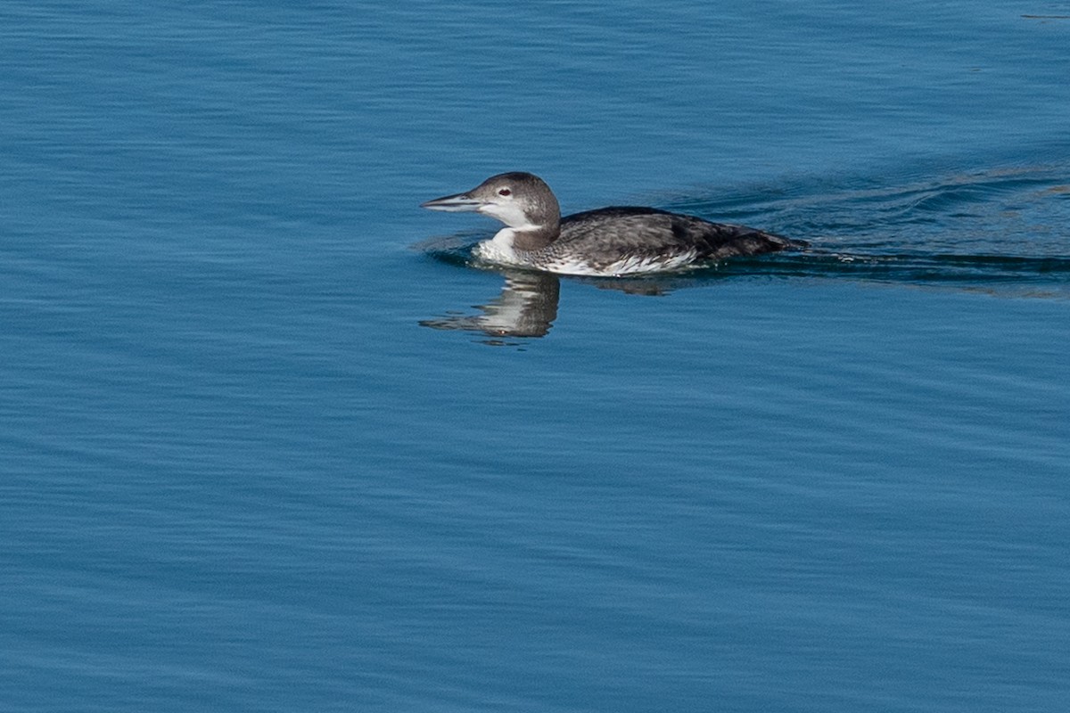 Черноклювая гагара - ML646615249