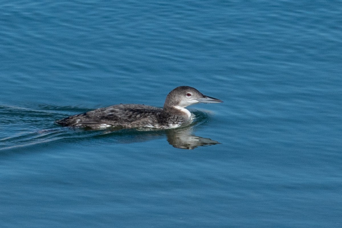 Черноклювая гагара - ML646615250