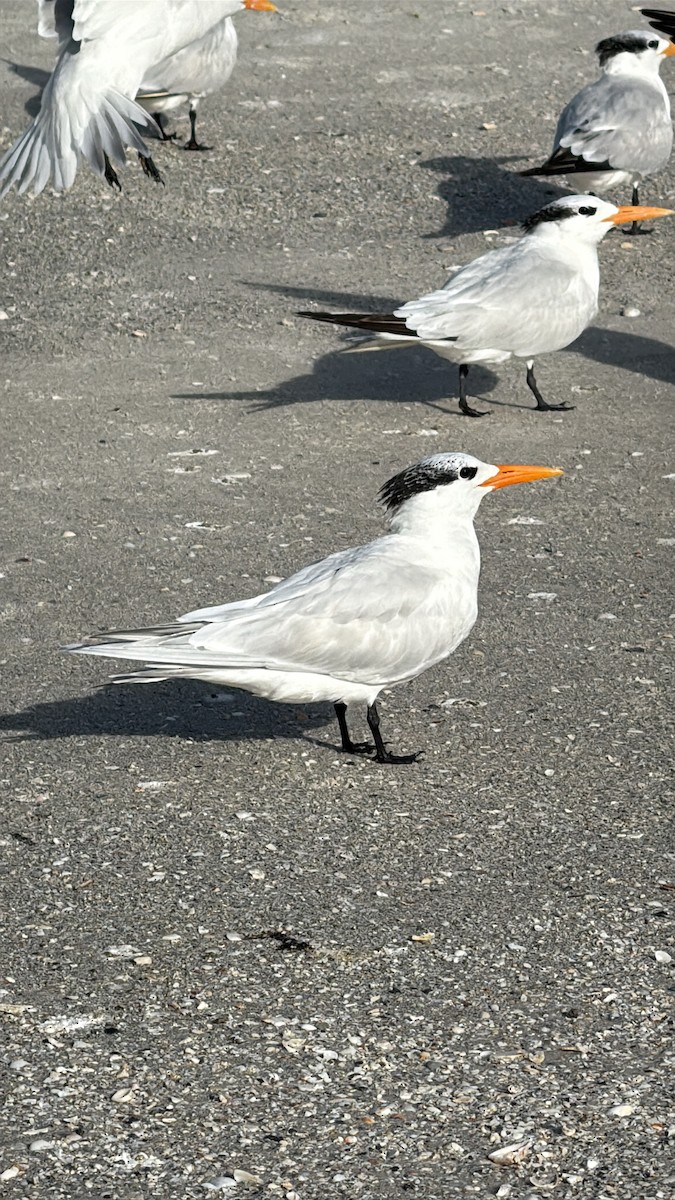 Royal Tern - ML646615251