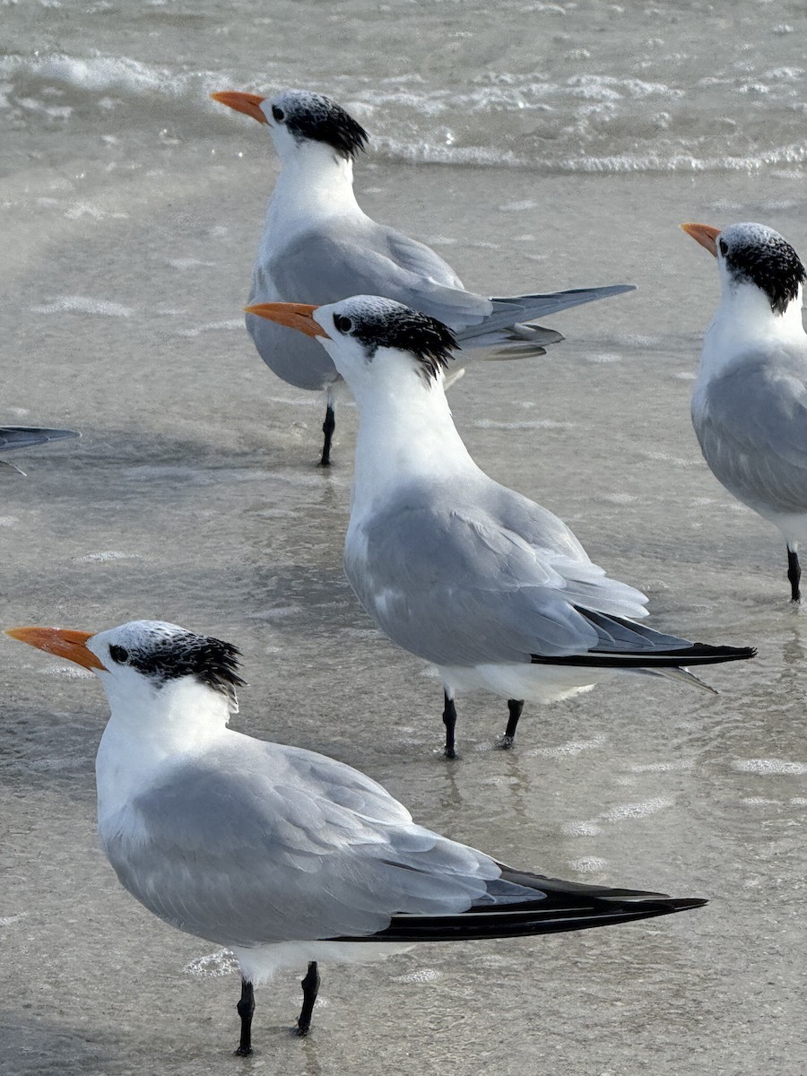 Royal Tern - ML646615252
