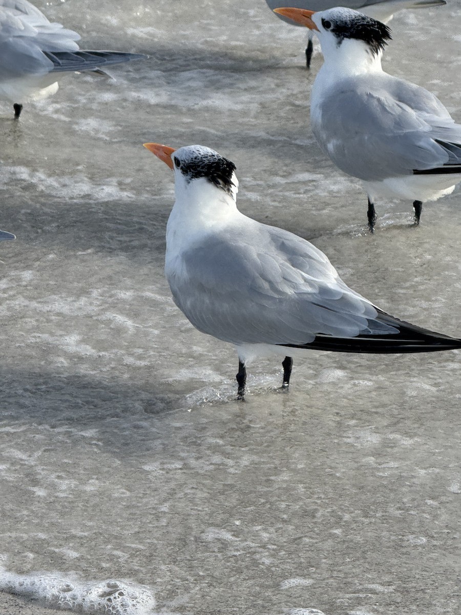 Royal Tern - ML646615253