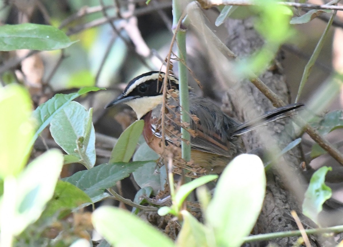 praktmånesmett - ML646615254