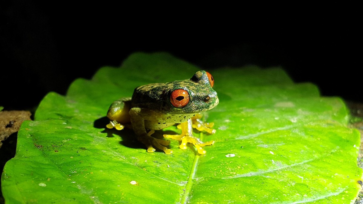 Rufous-eyed brook frog - ML646615259
