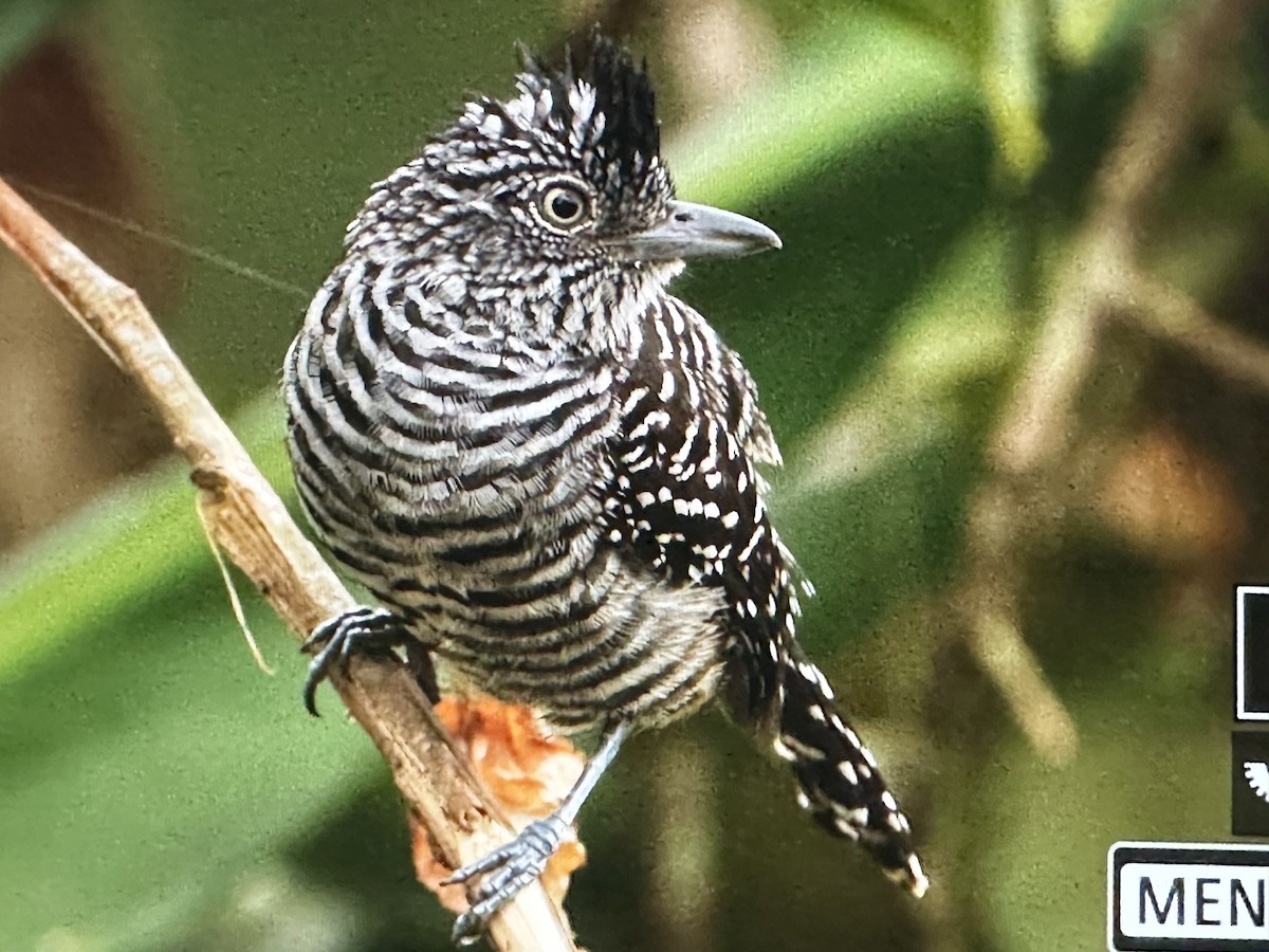 Barred Antshrike - ML646615260