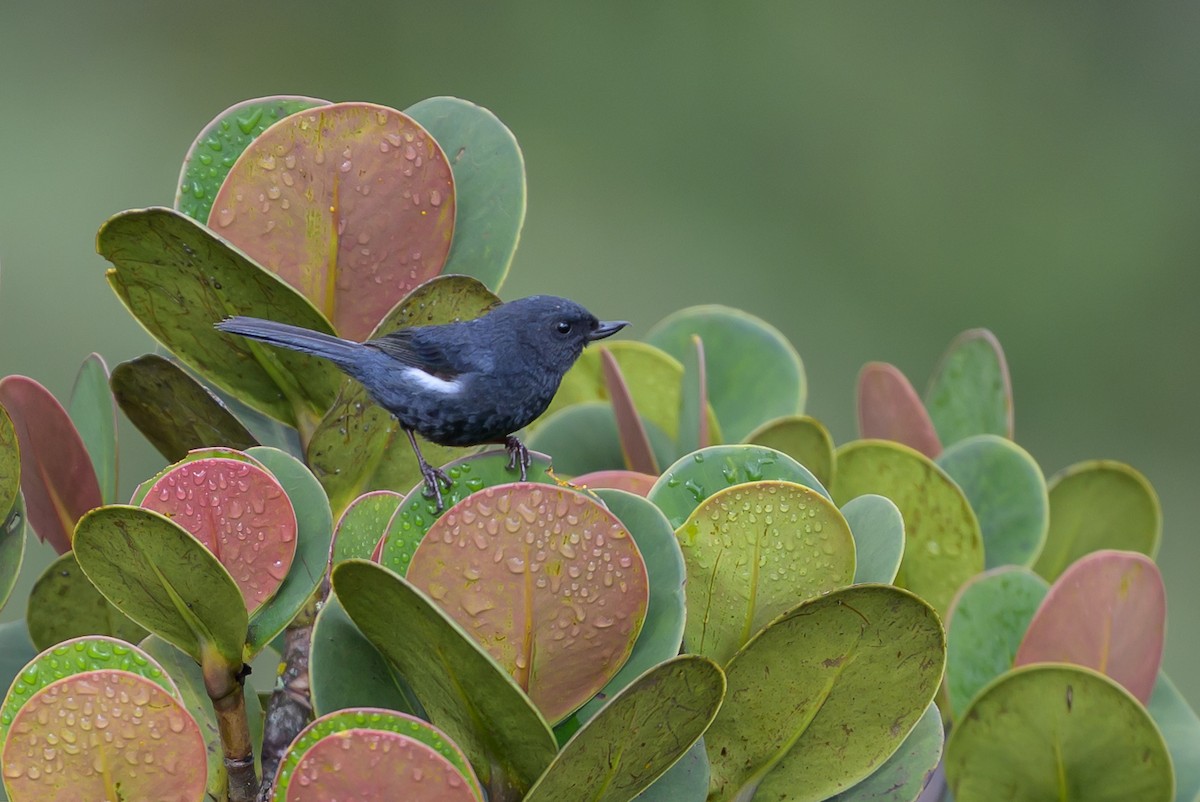 Percefleur à flancs blancs - ML646615261