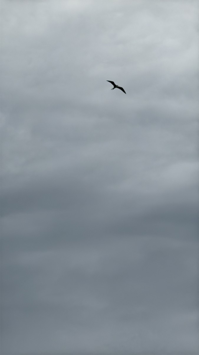 Magnificent Frigatebird - ML646615265