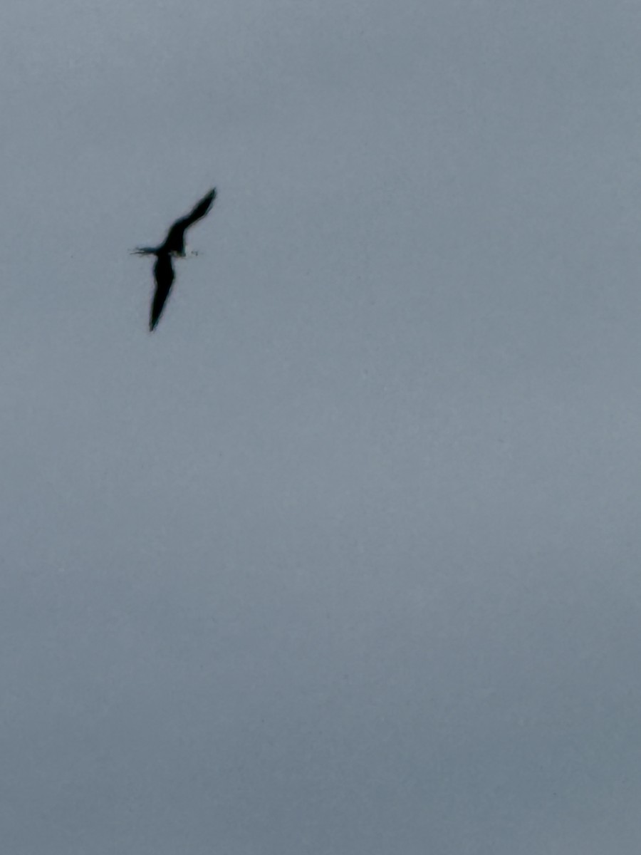 Magnificent Frigatebird - ML646615266