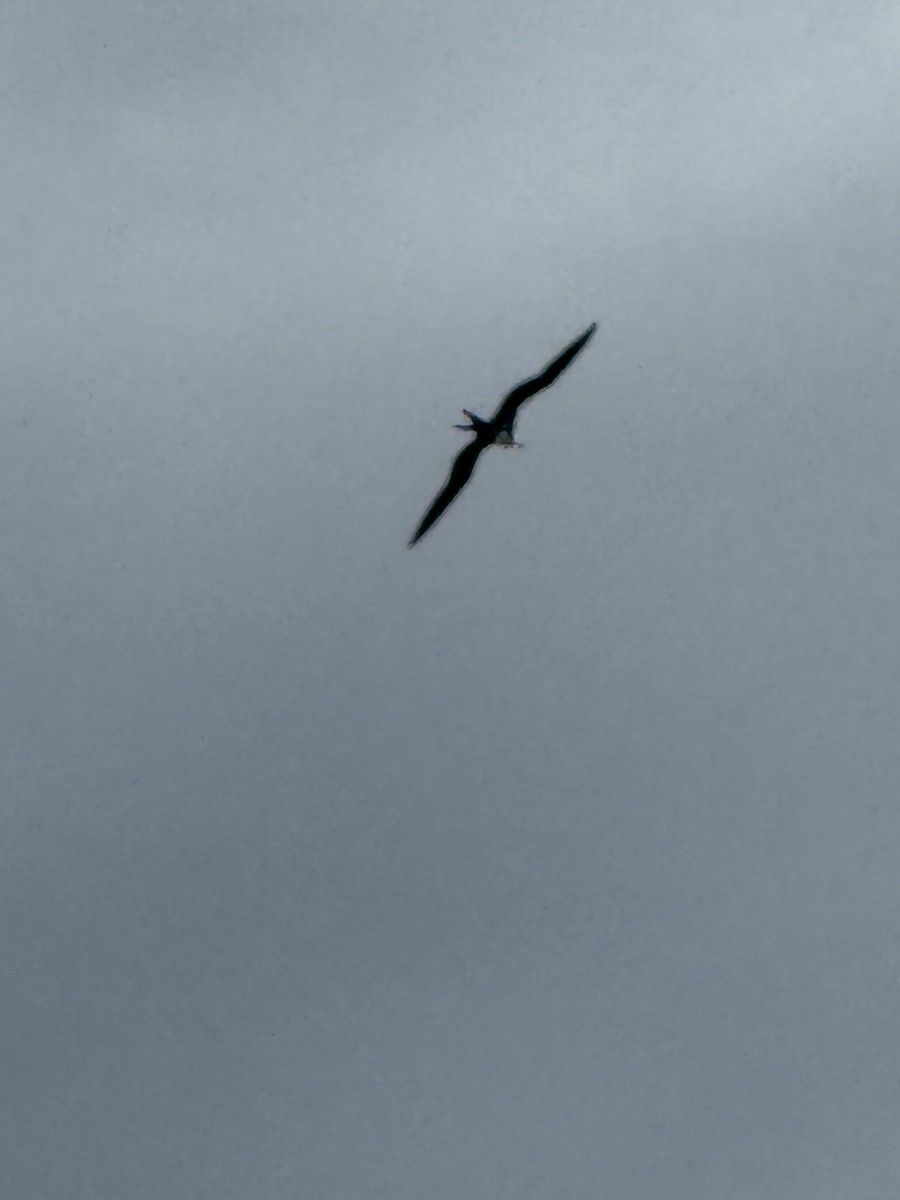 Magnificent Frigatebird - ML646615267
