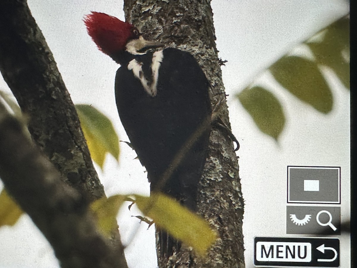 Picamaderos Barbinegro - ML646615269