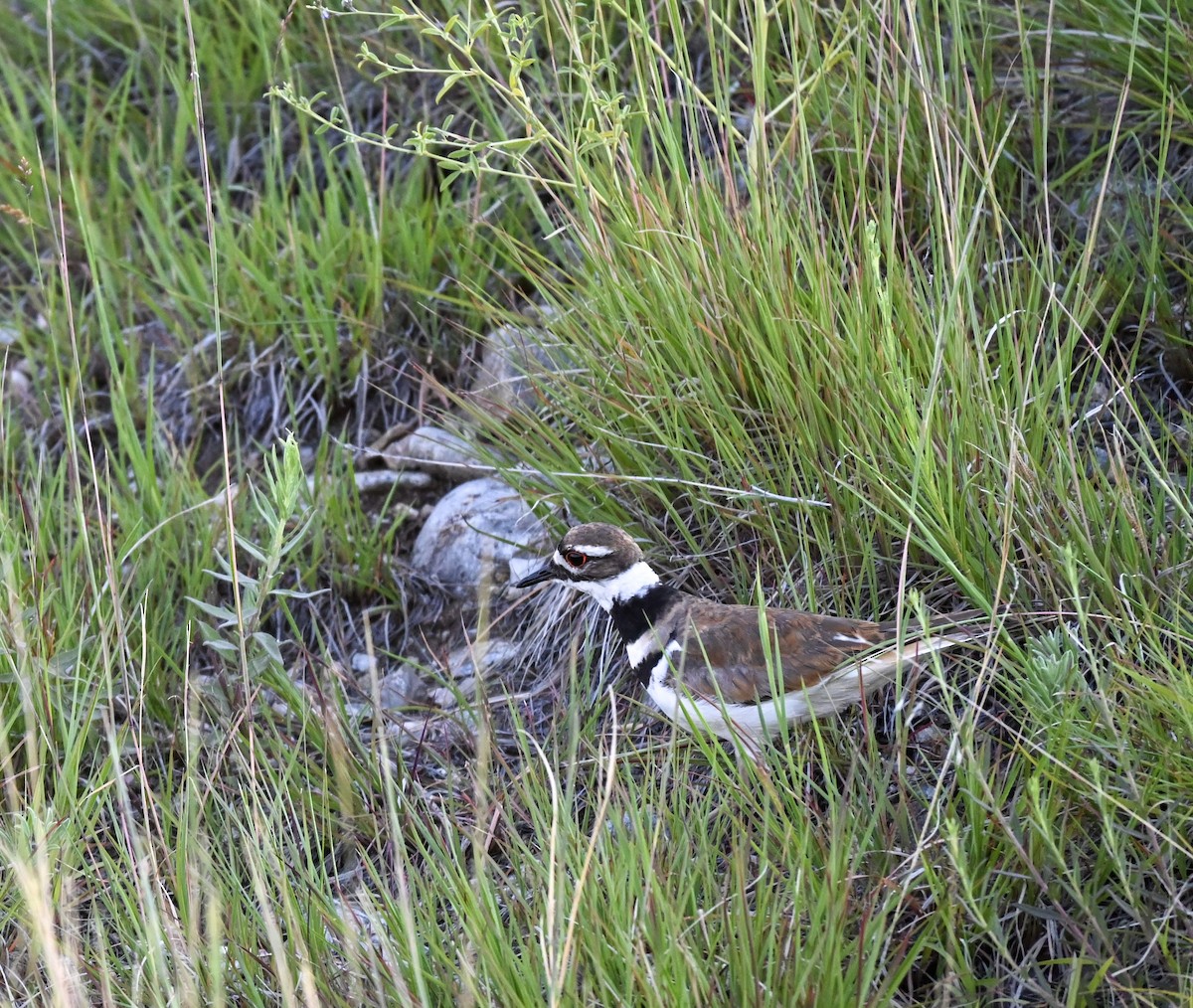 Killdeer - ML646615270
