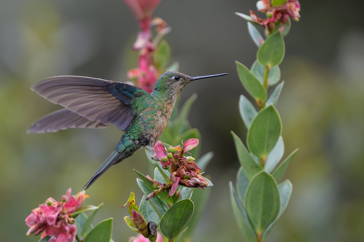 Great Sapphirewing - ML646615272