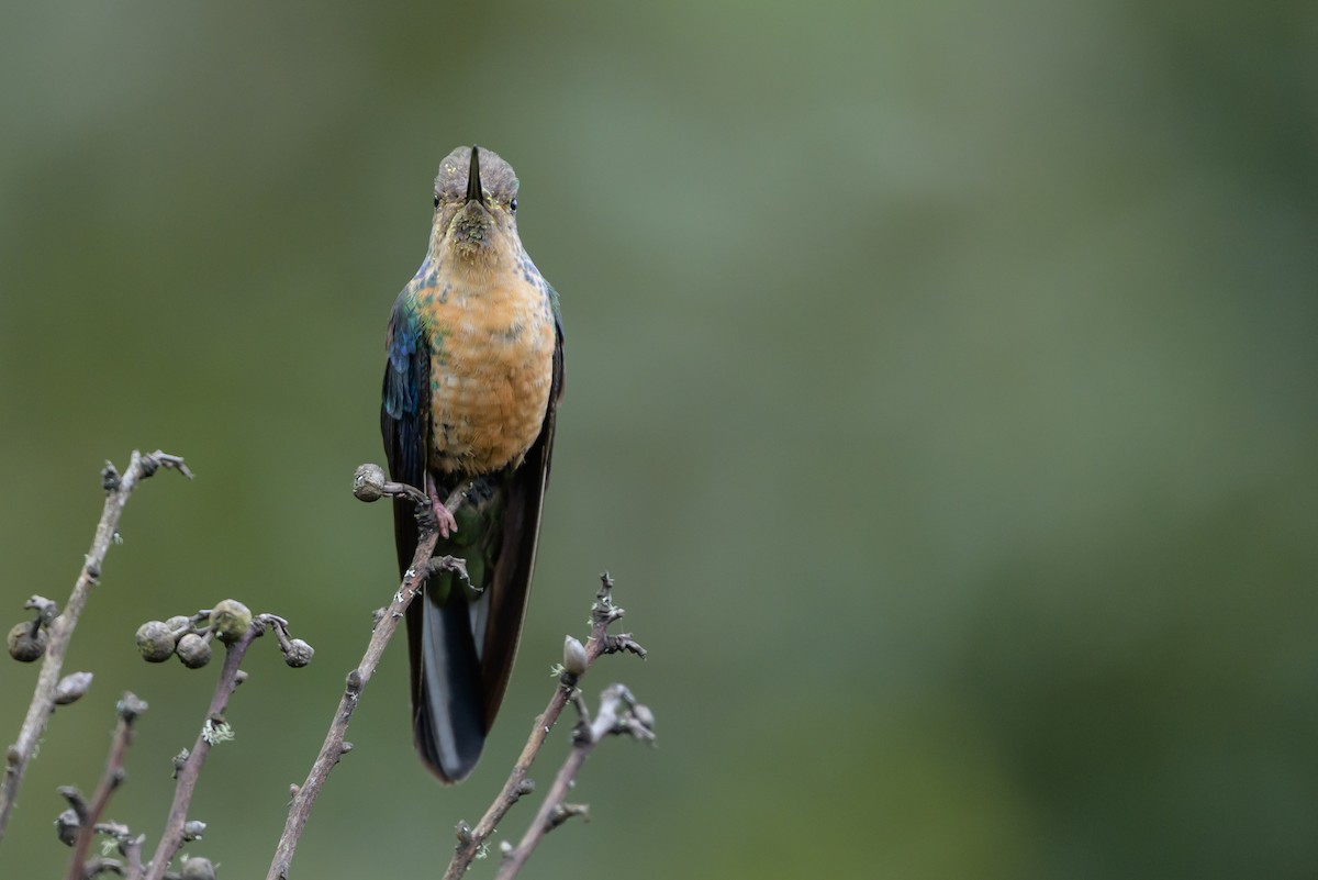 Great Sapphirewing - ML646615273