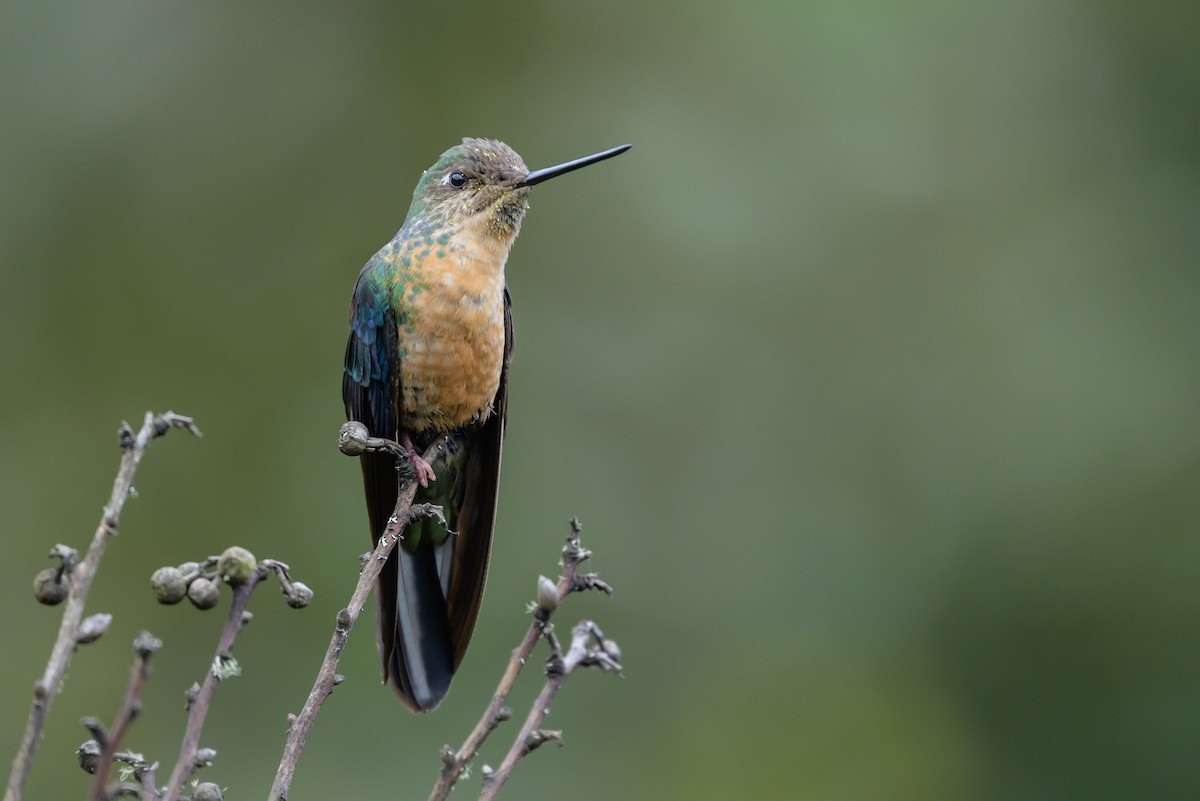 Great Sapphirewing - ML646615274