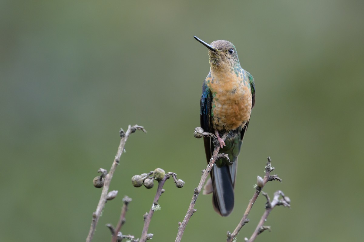 Great Sapphirewing - ML646615275