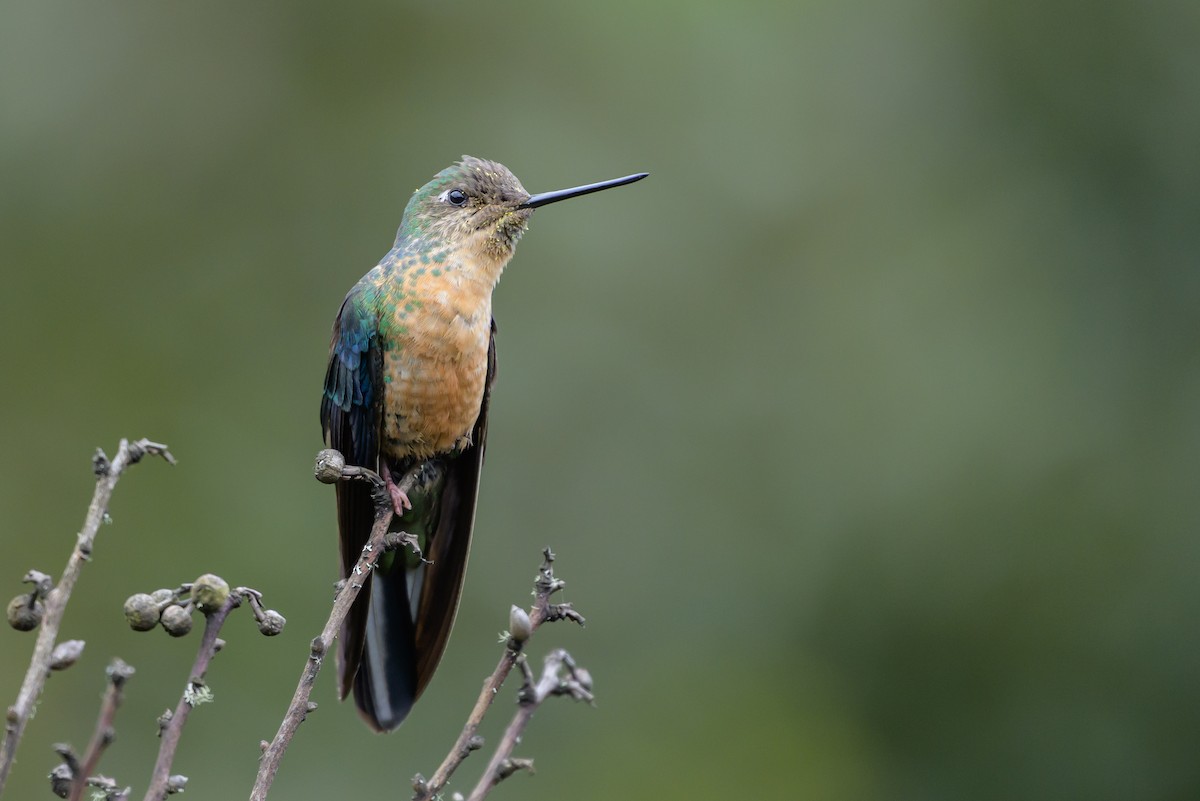 Great Sapphirewing - ML646615276