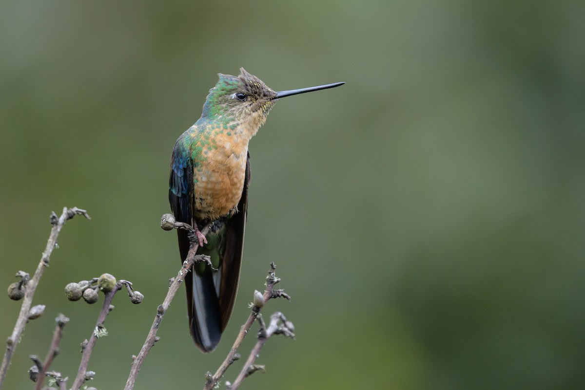 Great Sapphirewing - ML646615277